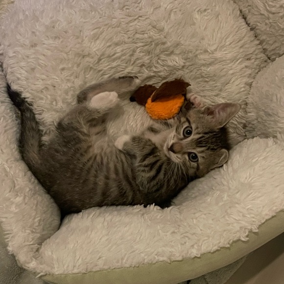 Meet your Posher, Suzie - Picture 3 of 16